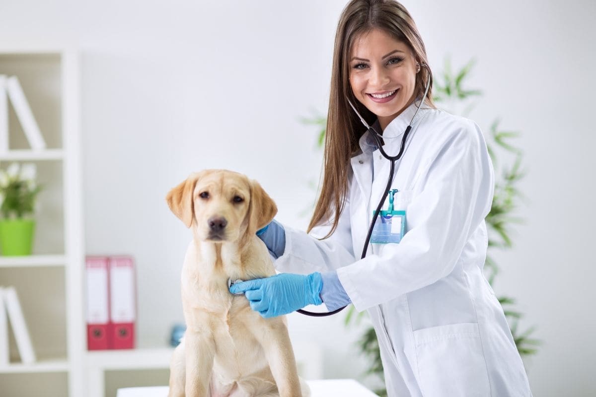 medicina veterinária